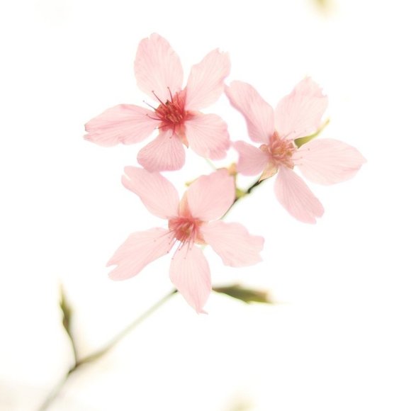 Meet your Posher, Andrea - Picture 1 of 1